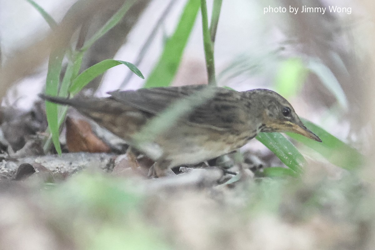Pallas's Grasshopper Warbler - ML643030121