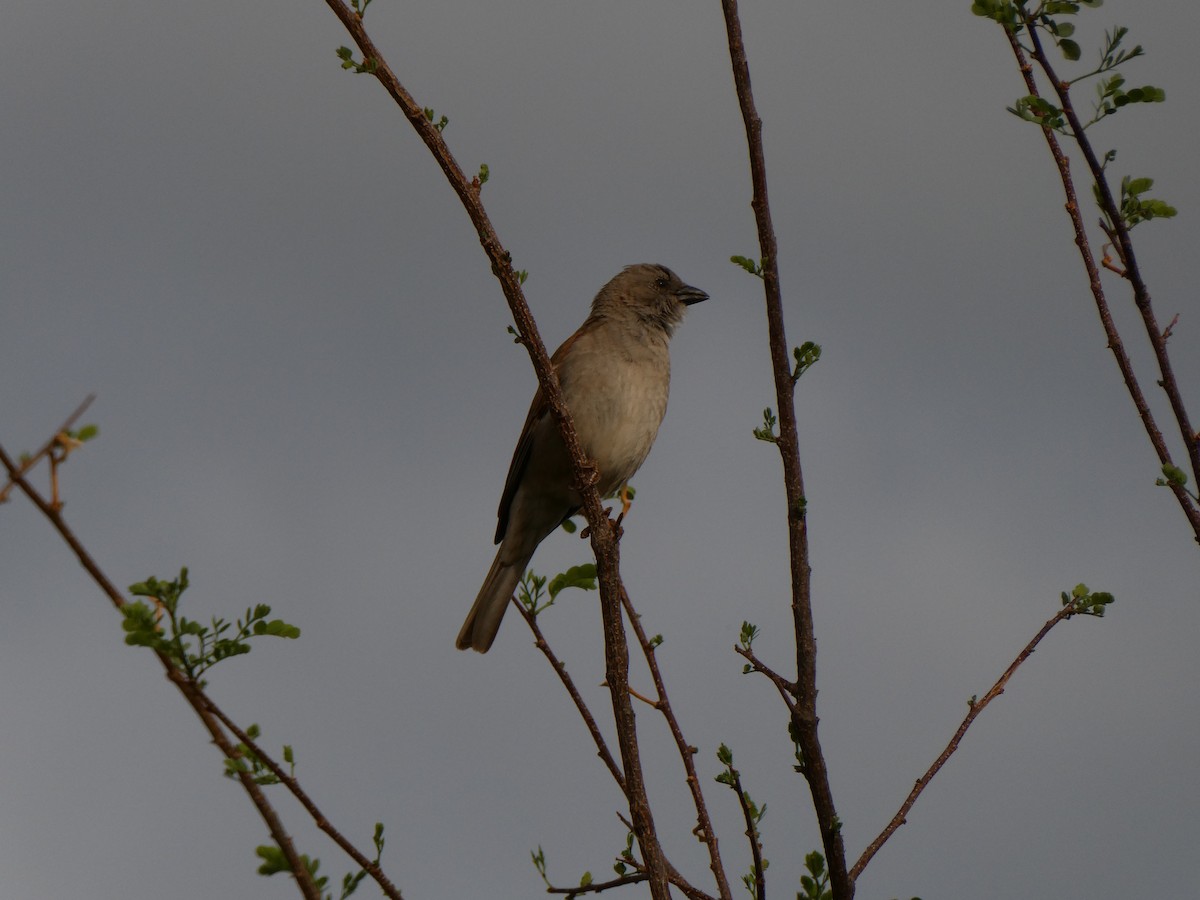 Southern Gray-headed Sparrow - ML643030131