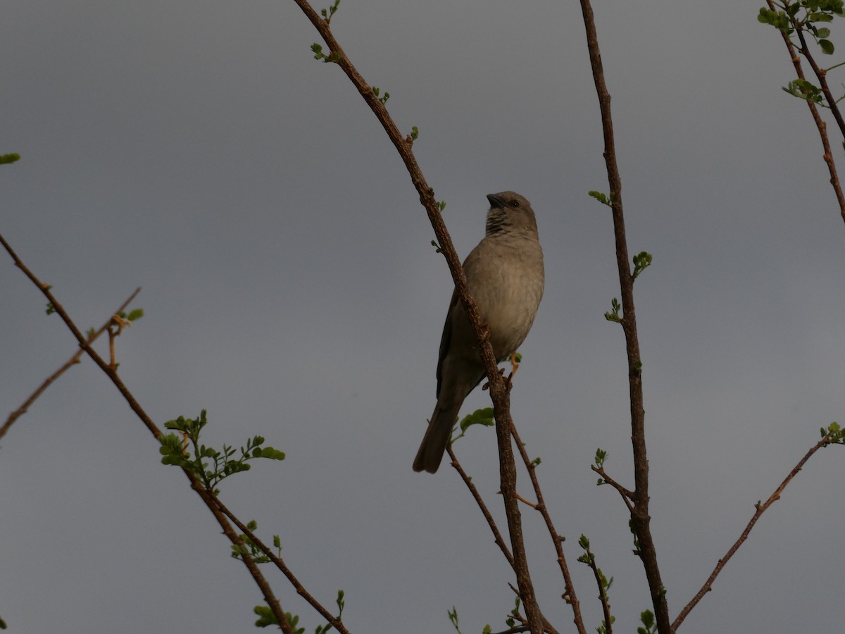 Southern Gray-headed Sparrow - ML643030132