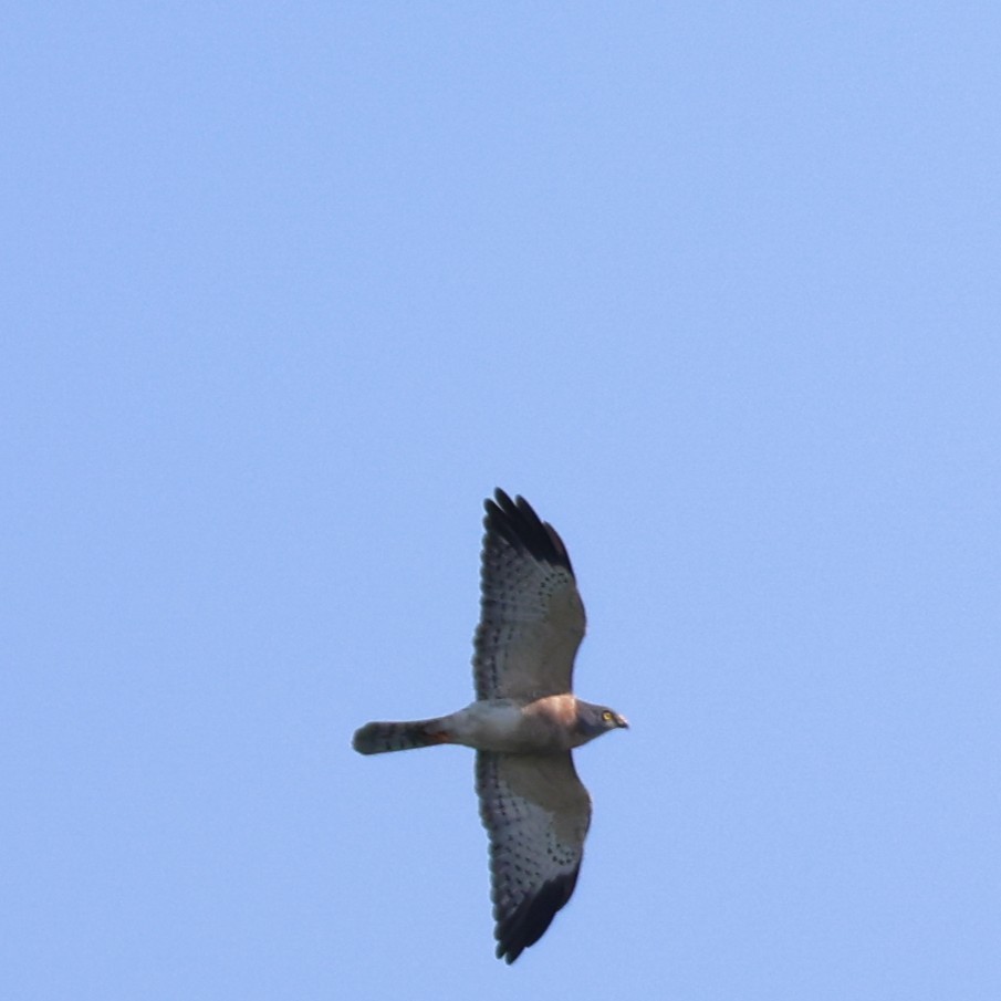 Chinese Sparrowhawk - ML643030133