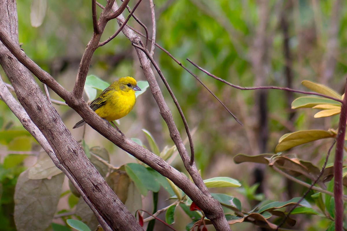 Stripe-tailed Yellow-Finch - ML643030150