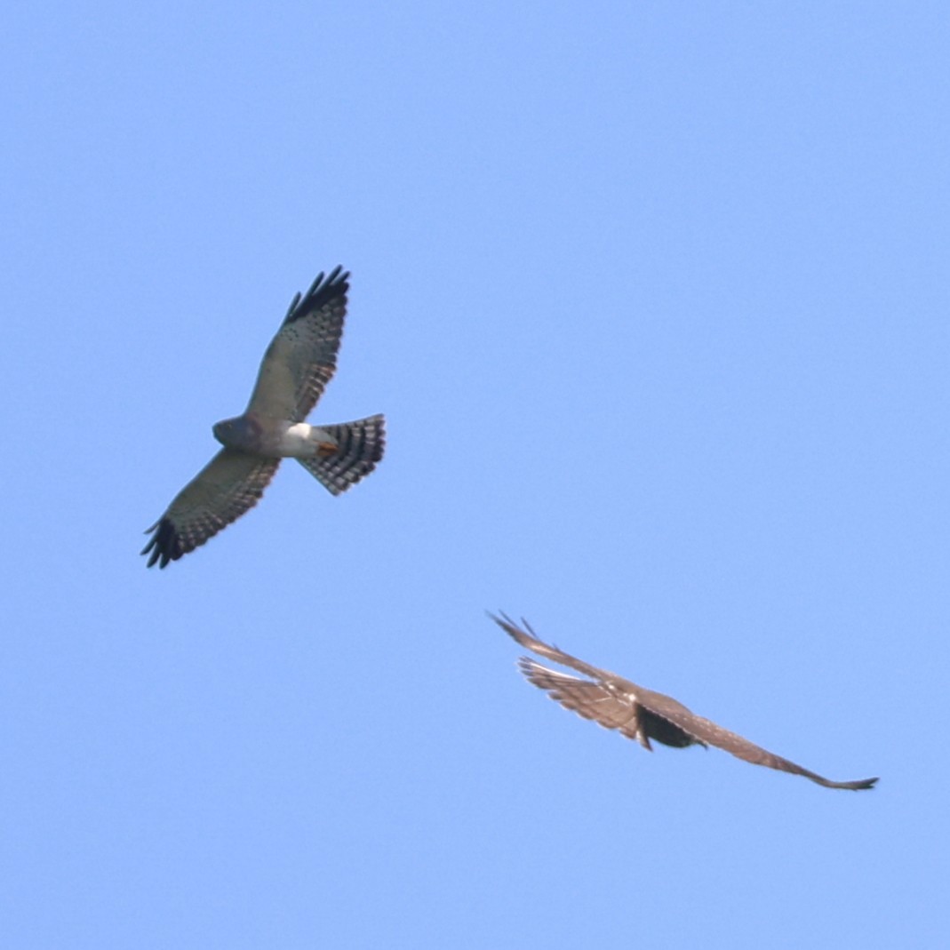 Chinese Sparrowhawk - ML643030152