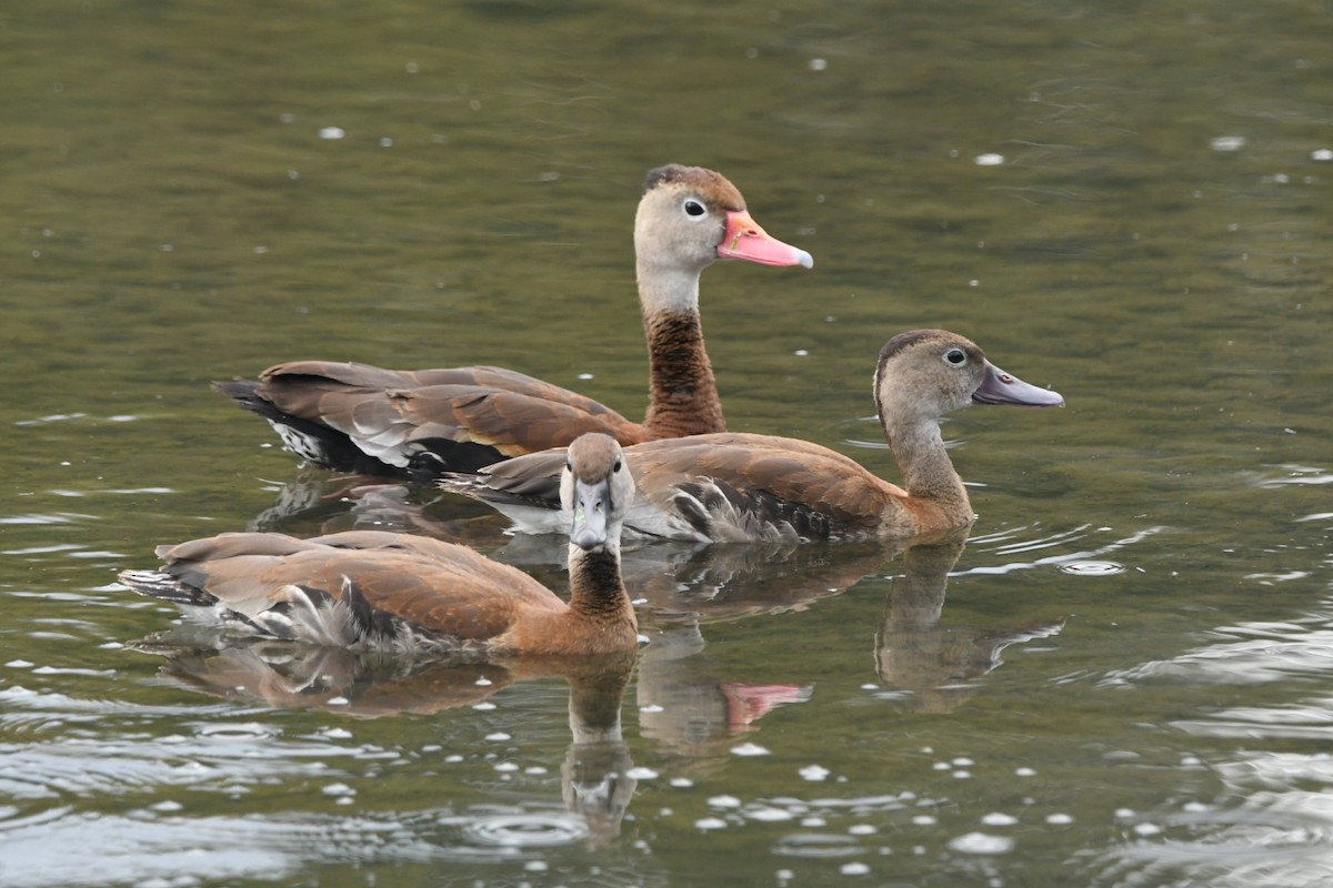 Black-bellied Whistling-Duck - ML643030167