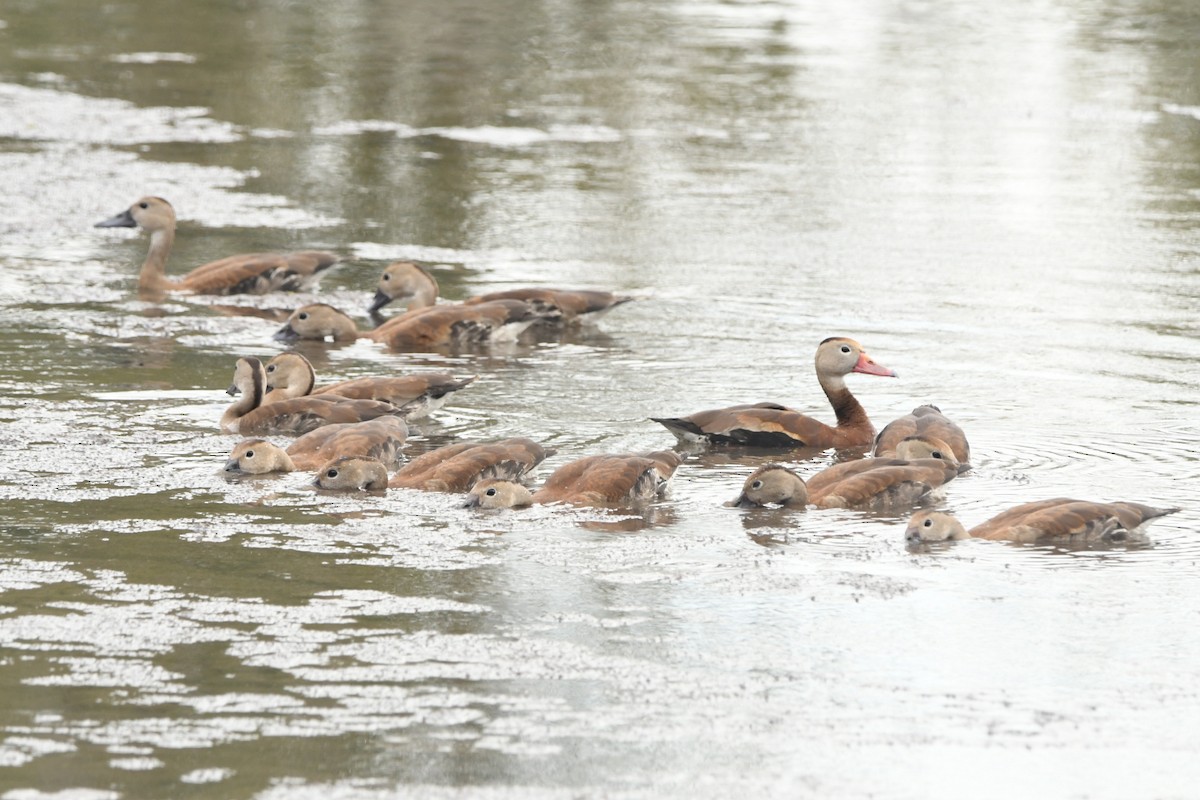 Black-bellied Whistling-Duck - ML643030168