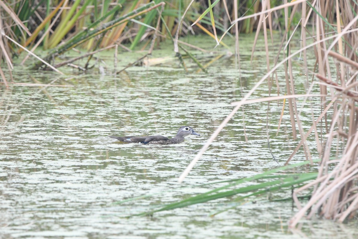 Wood Duck - ML643030186
