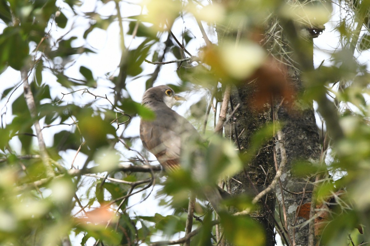 Yellow-billed Cuckoo - ML643030191
