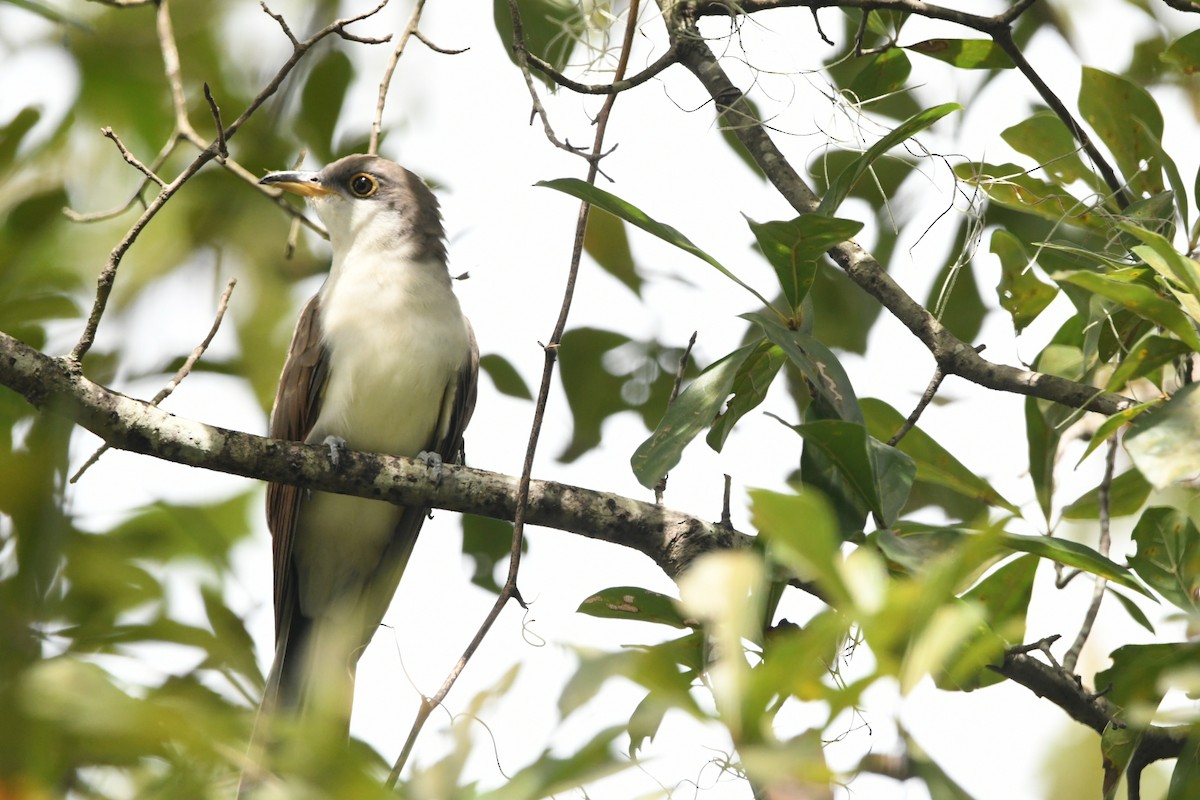 Yellow-billed Cuckoo - ML643030192