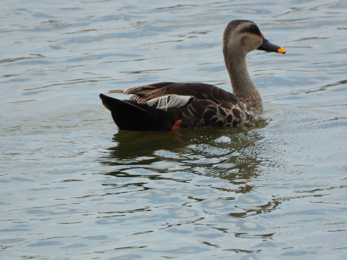 Indian Spot-billed Duck - ML643030195