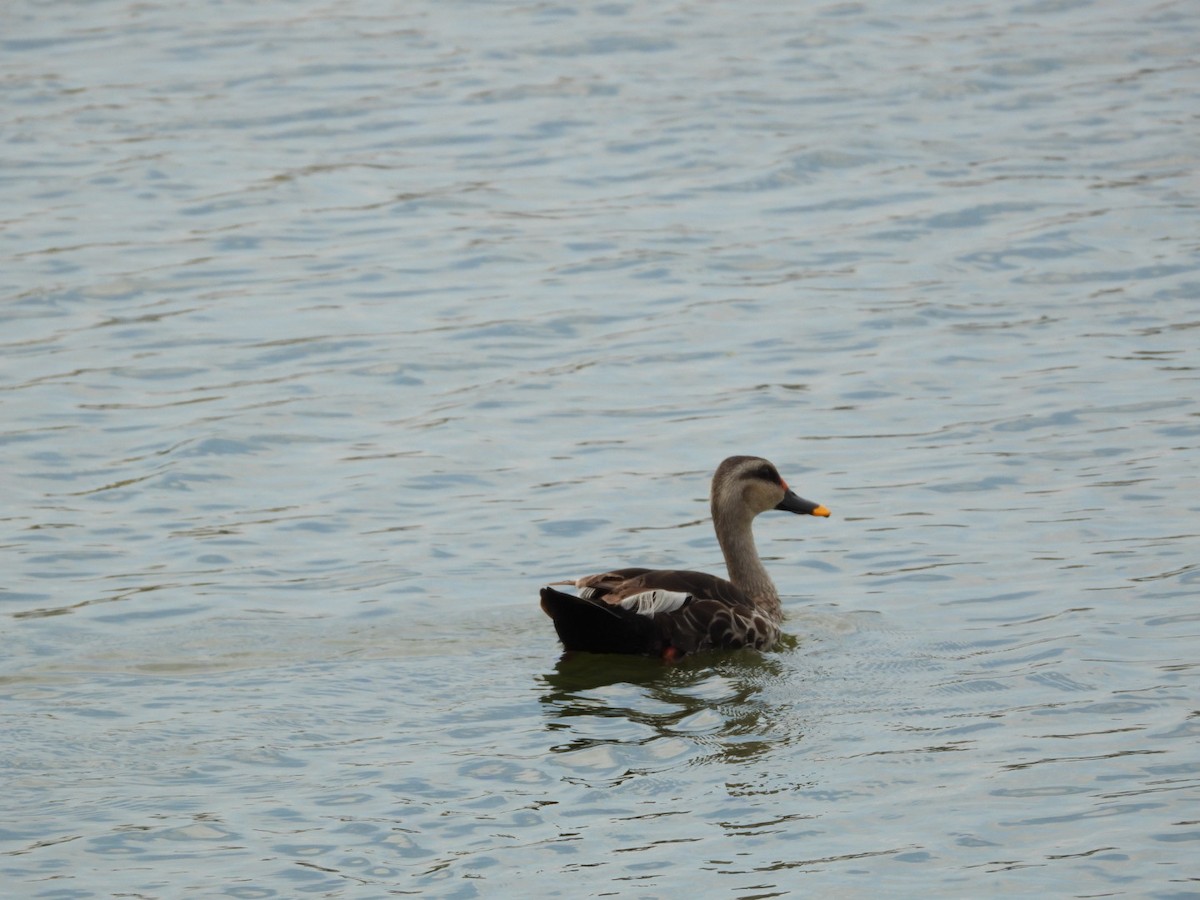 Indian Spot-billed Duck - ML643030196