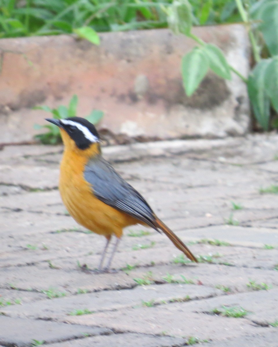 White-browed Robin-Chat - ML643030210