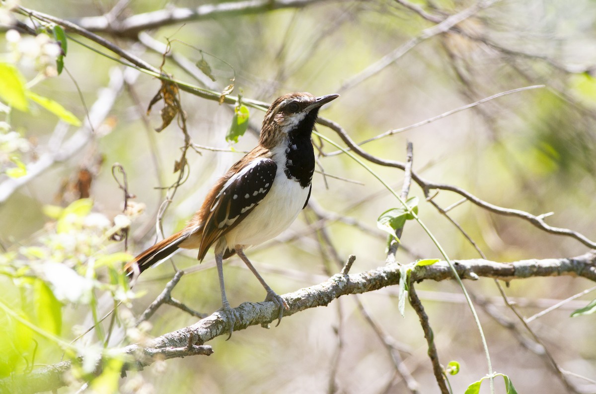 Stripe-backed Antbird - ML643030217