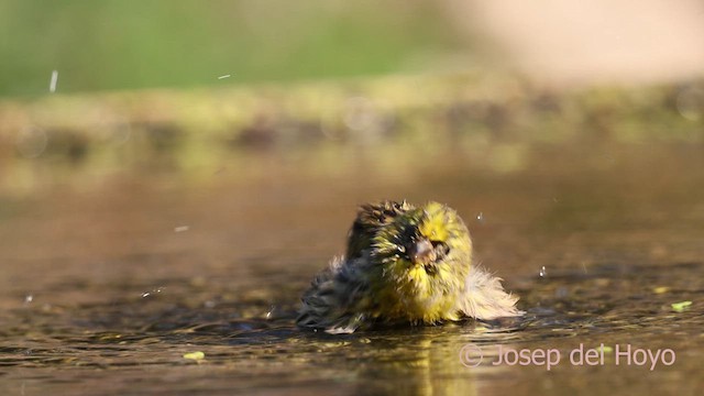 European Serin - ML643030220