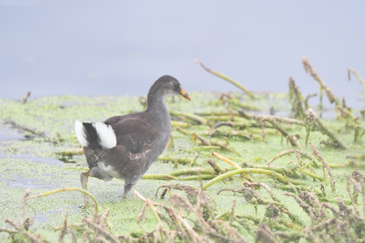 Common Gallinule - ML643030225