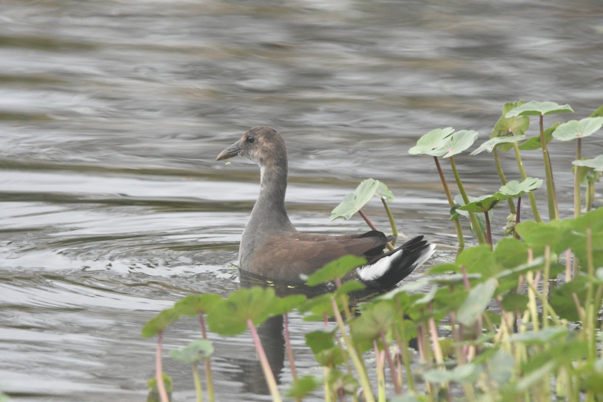 Common Gallinule - ML643030227
