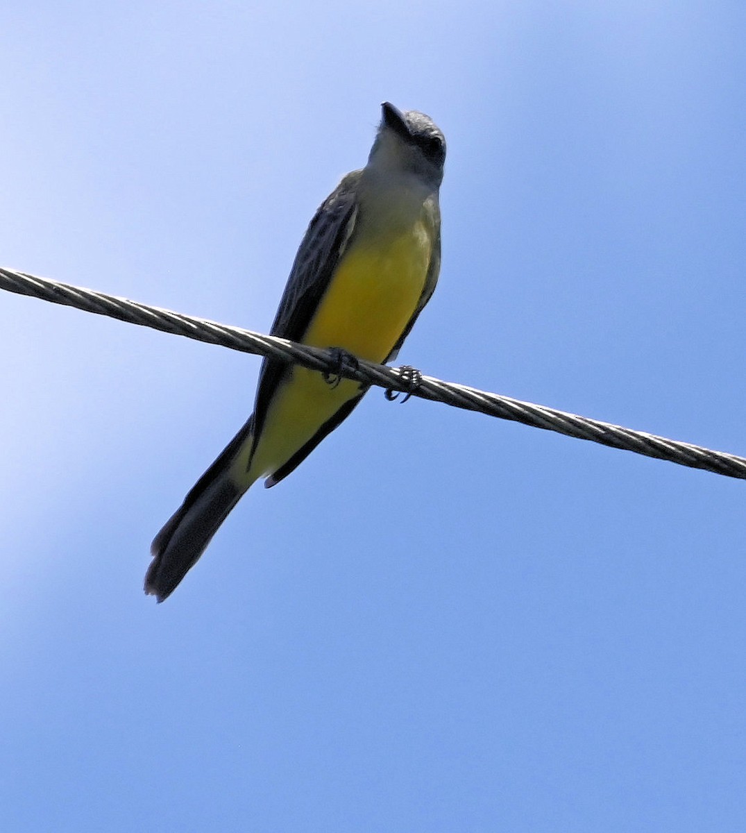 Tropical Kingbird - ML643030234
