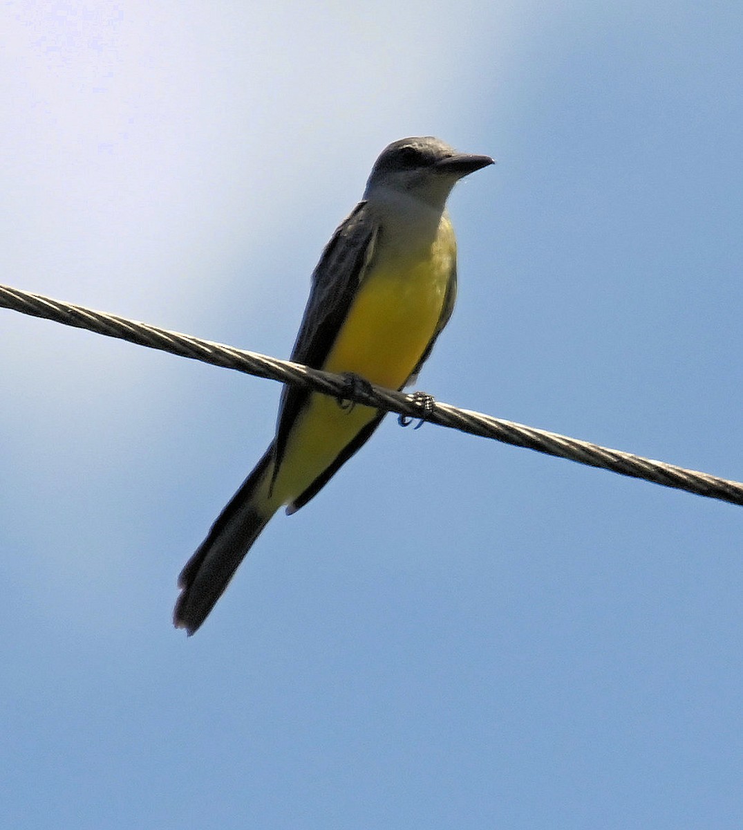 Tropical Kingbird - ML643030235