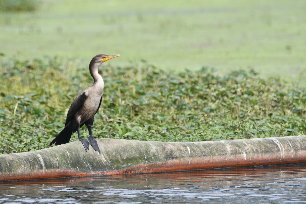 Double-crested Cormorant - ML643030236