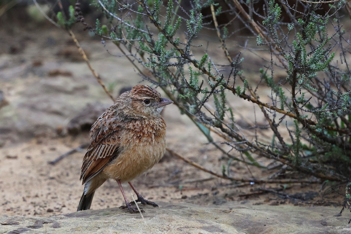 Eastern Clapper Lark - ML643030241