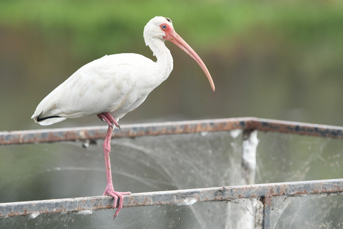 White Ibis - ML643030243