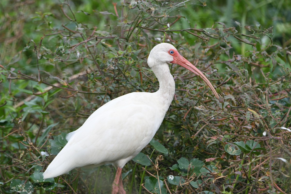 White Ibis - ML643030244