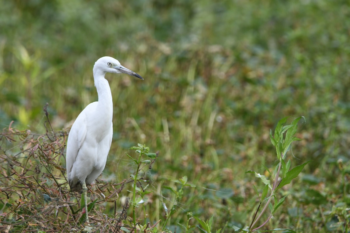Little Blue Heron - ML643030257