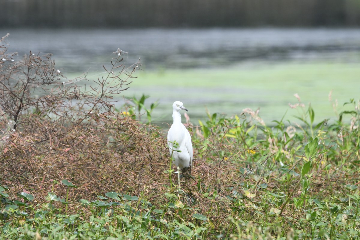 Little Blue Heron - ML643030258