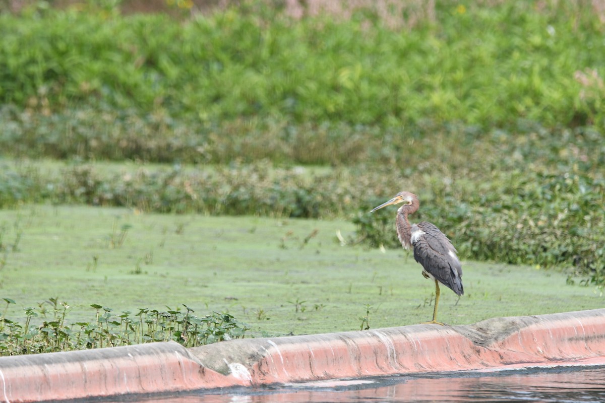 Tricolored Heron - ML643030269