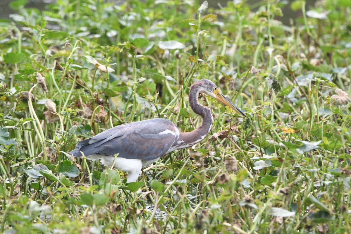 Tricolored Heron - ML643030270