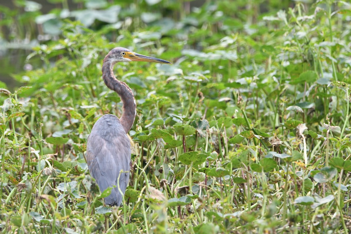 Tricolored Heron - ML643030271