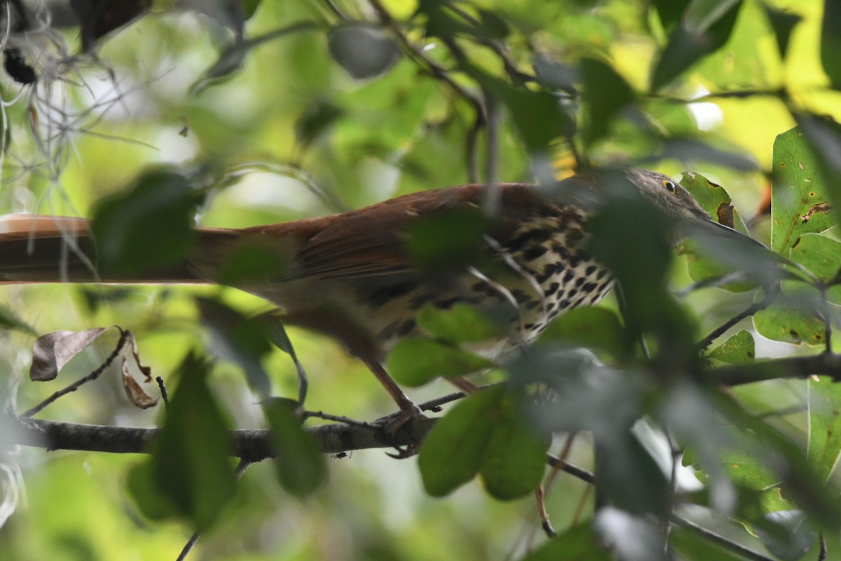 Brown Thrasher - ML643030302