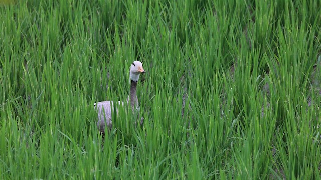 Bar-headed Goose - ML643030310