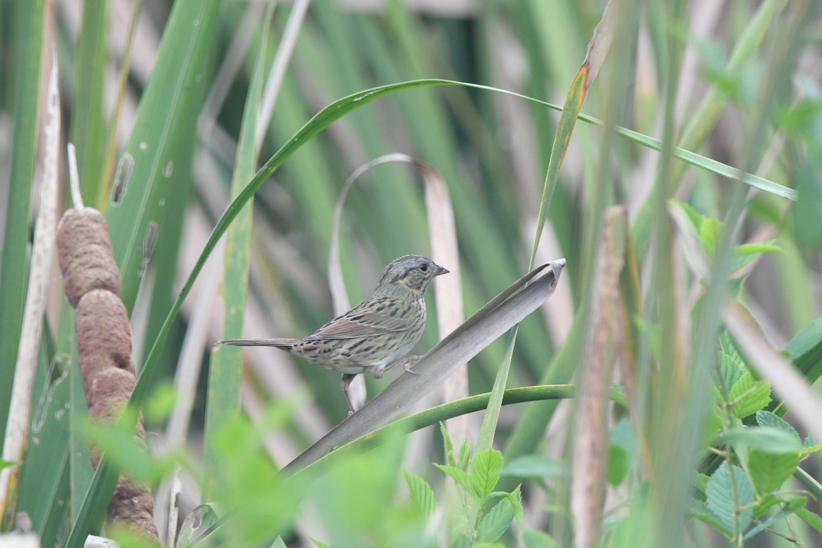 Lincoln's Sparrow - ML643030314