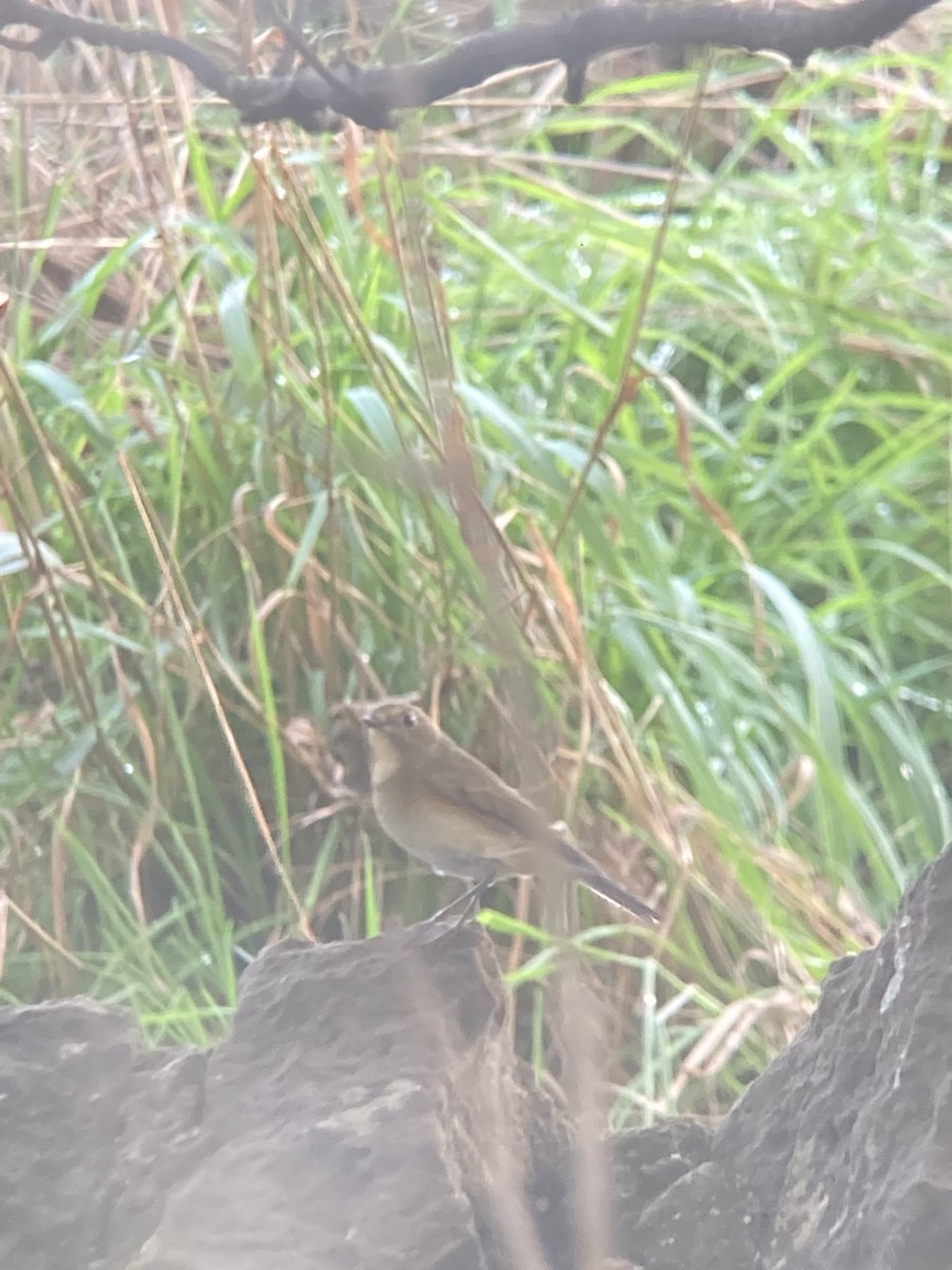 Red-flanked Bluetail - ML643030330