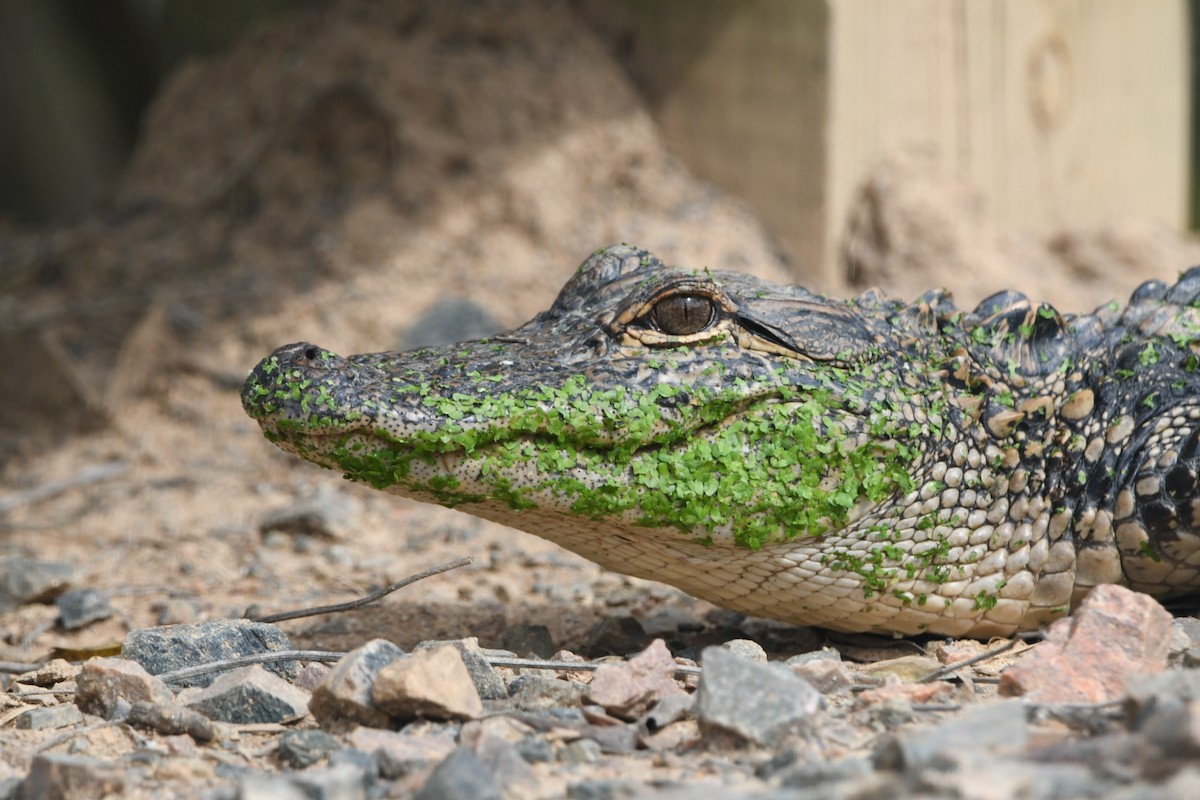 American Alligator - ML643030331