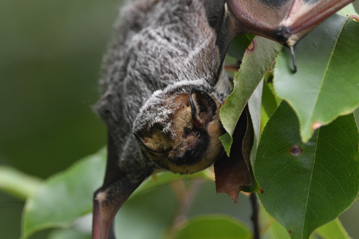 Hoary Bat - ML643030332