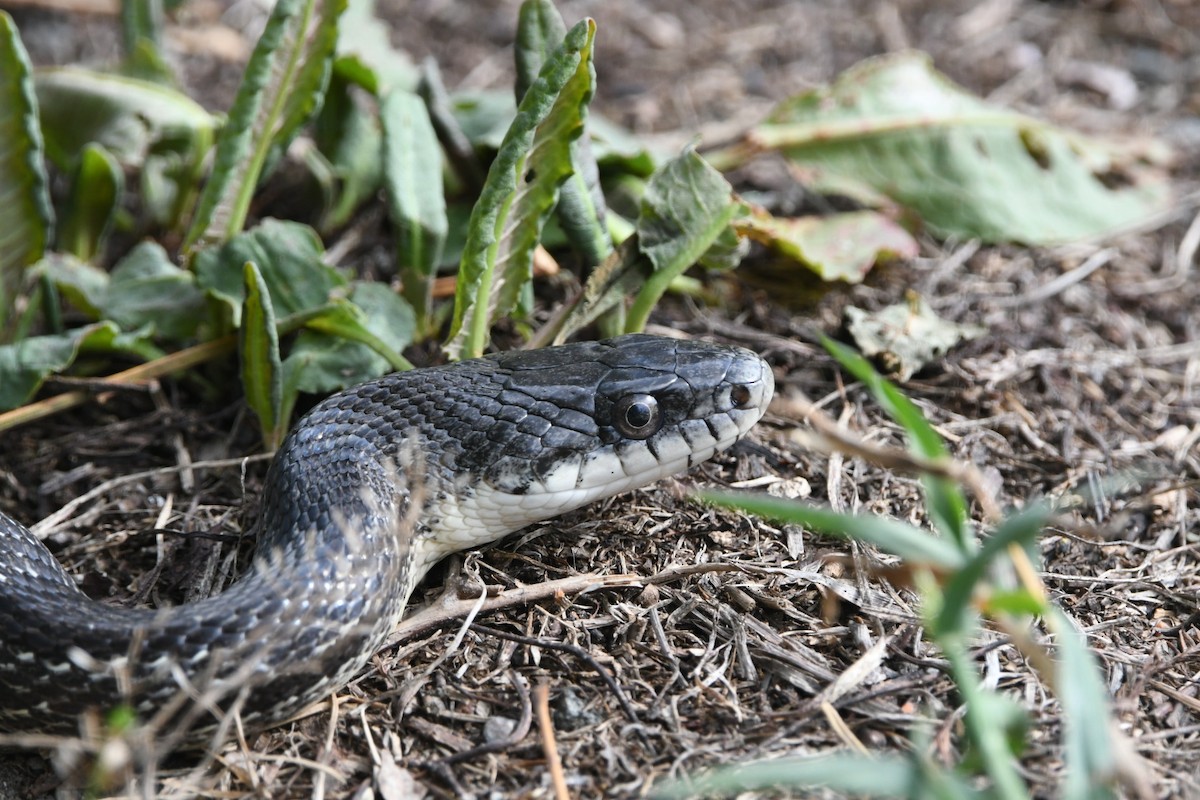 Eastern Ratsnake - ML643030333
