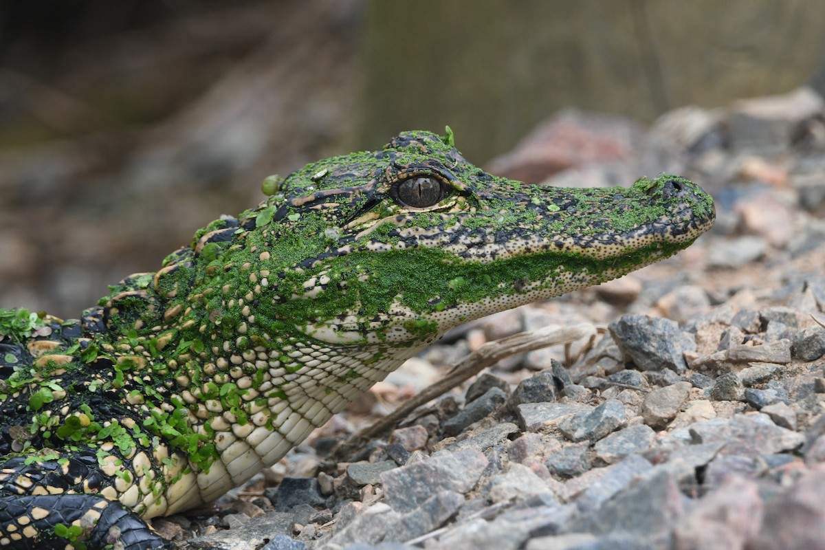 American Alligator - ML643030334