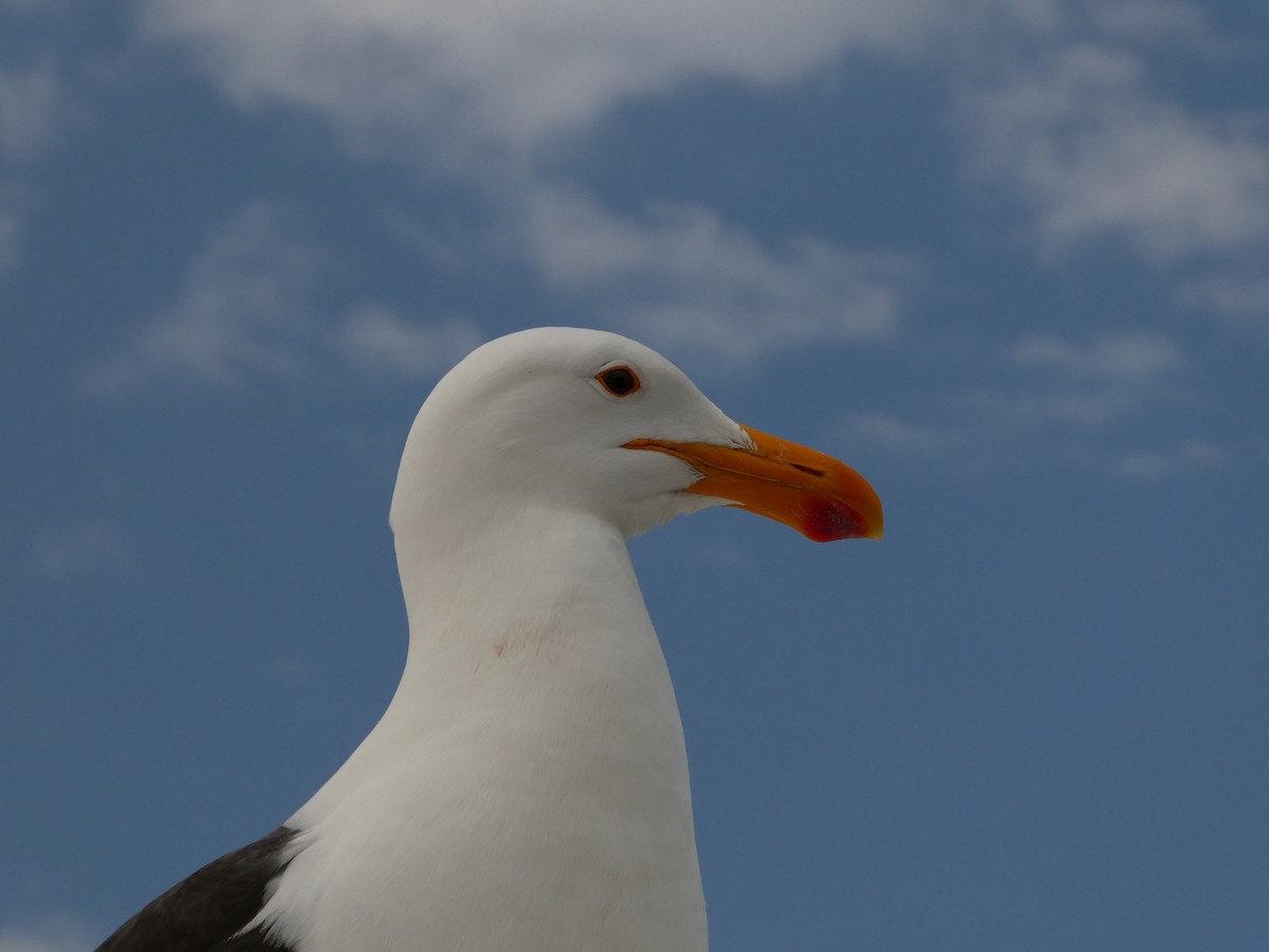 Kelp Gull - ML643030338
