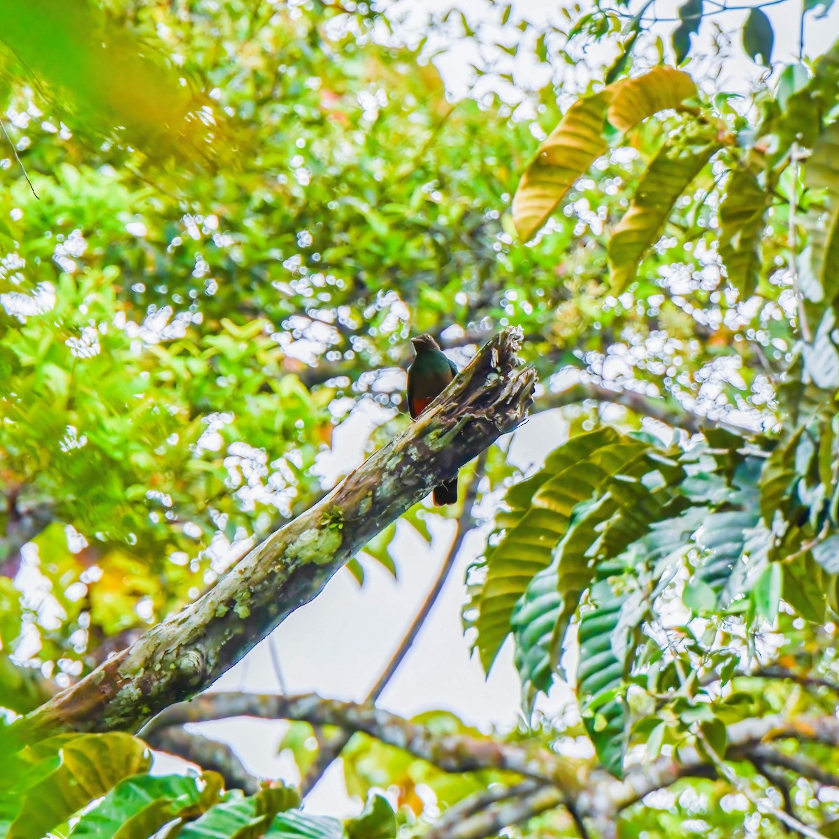 Pavonine Quetzal - ML643030366