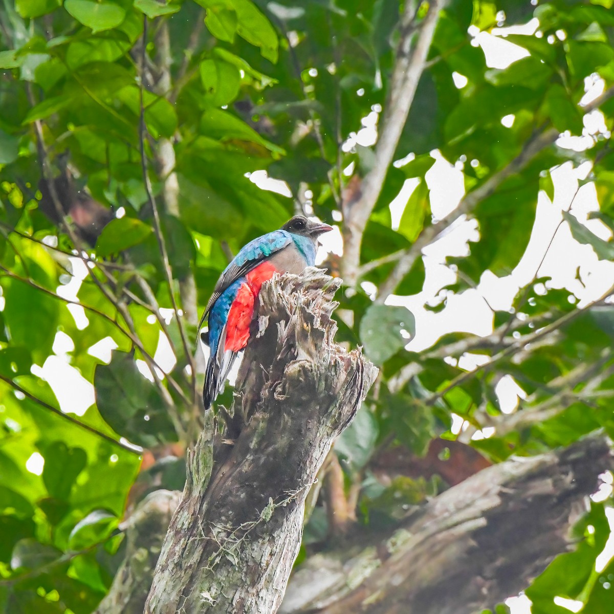 Pavonine Quetzal - ML643030367