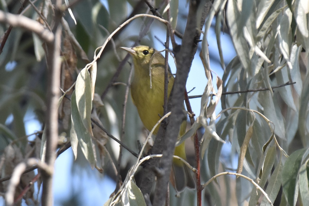 Orange-crowned Warbler - ML643030379