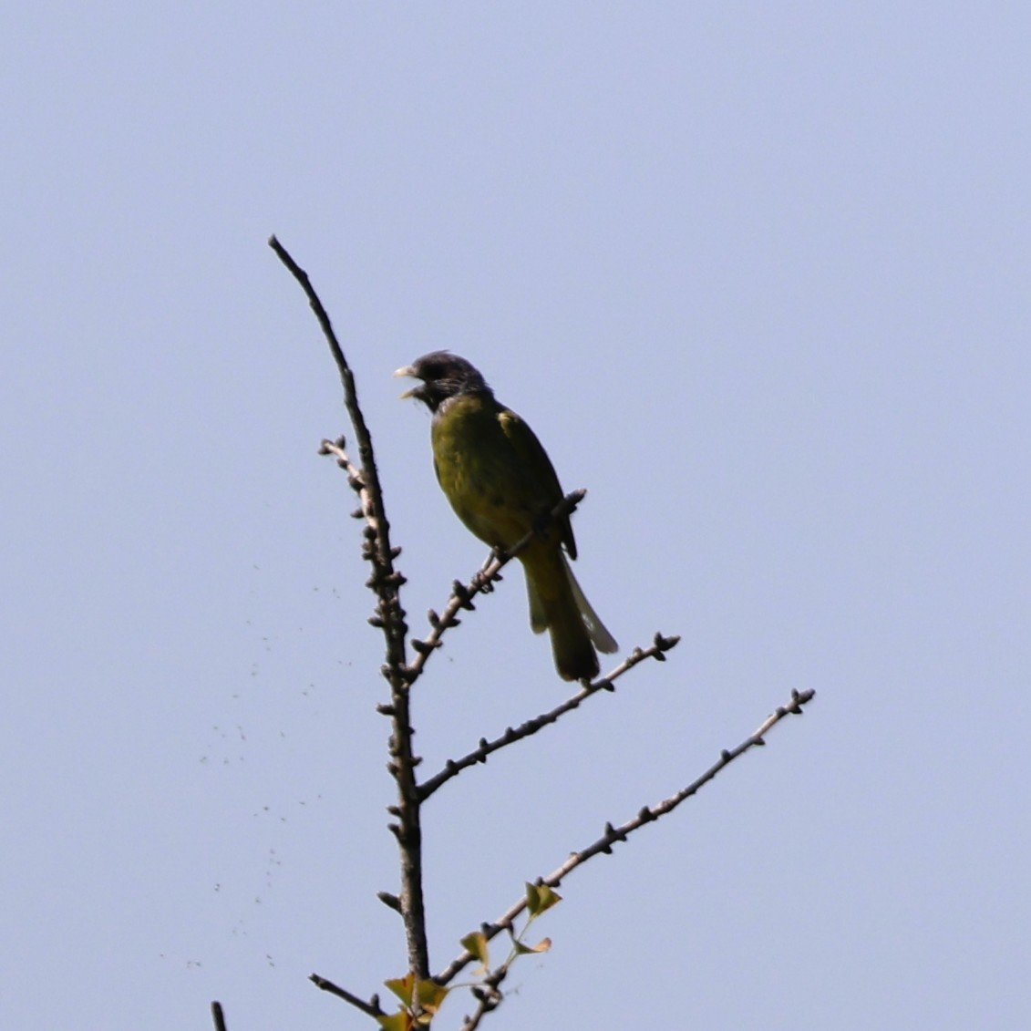 白環鸚嘴鵯 - ML643030405