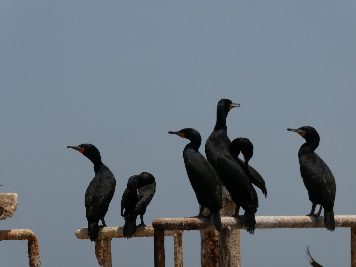 Cape Cormorant - ML643030406