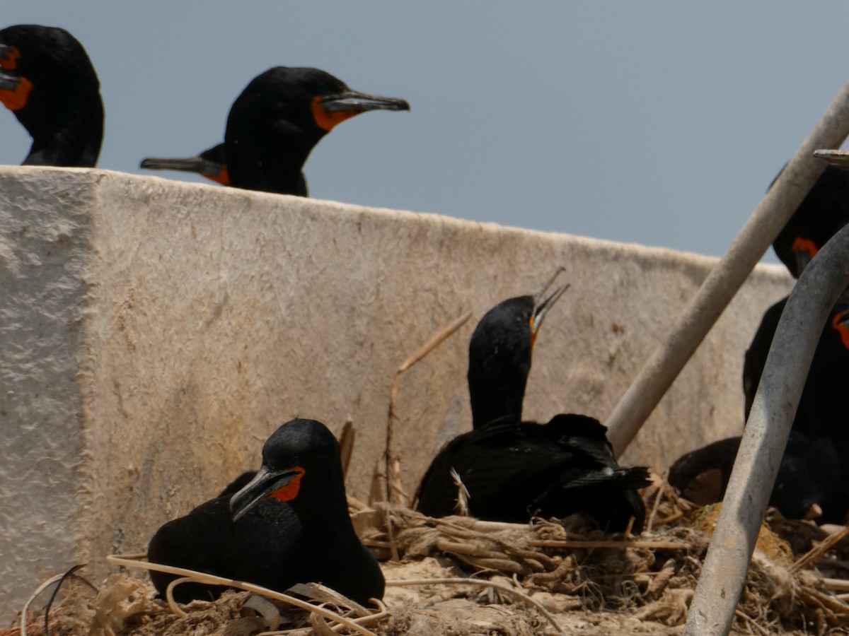 Cape Cormorant - ML643030409