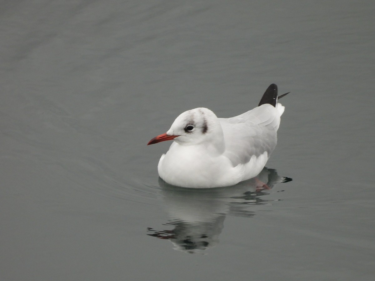 Black-headed Gull - ML643030423