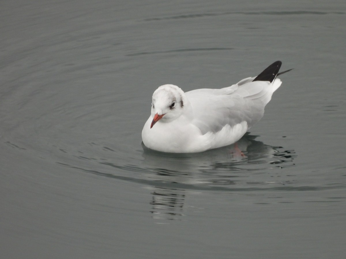 Black-headed Gull - ML643030424