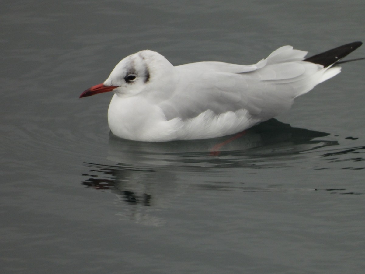 Black-headed Gull - ML643030425