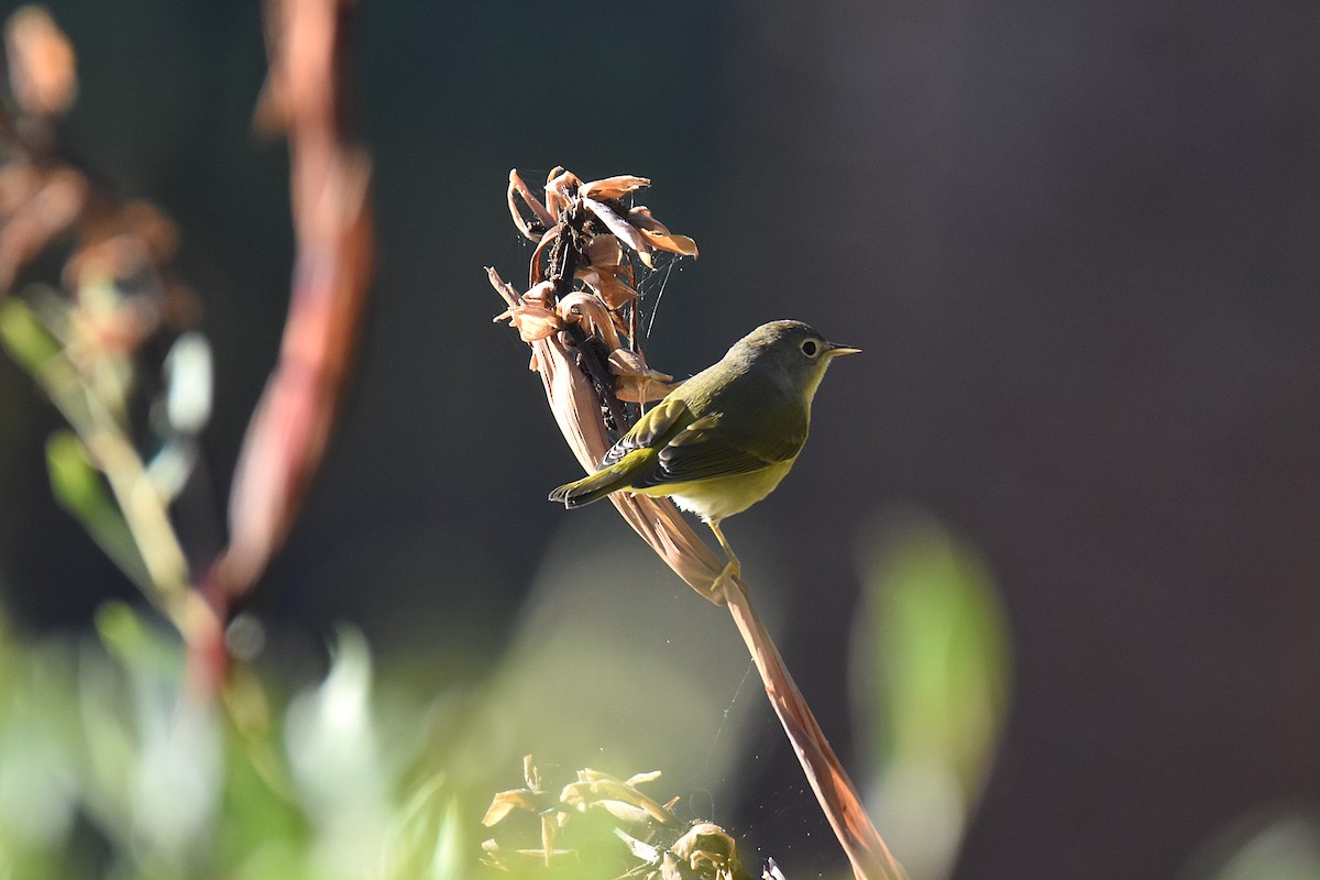 Nashville Warbler - ML643030457