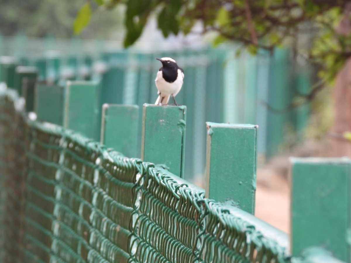 White-browed Wagtail - ML643030472