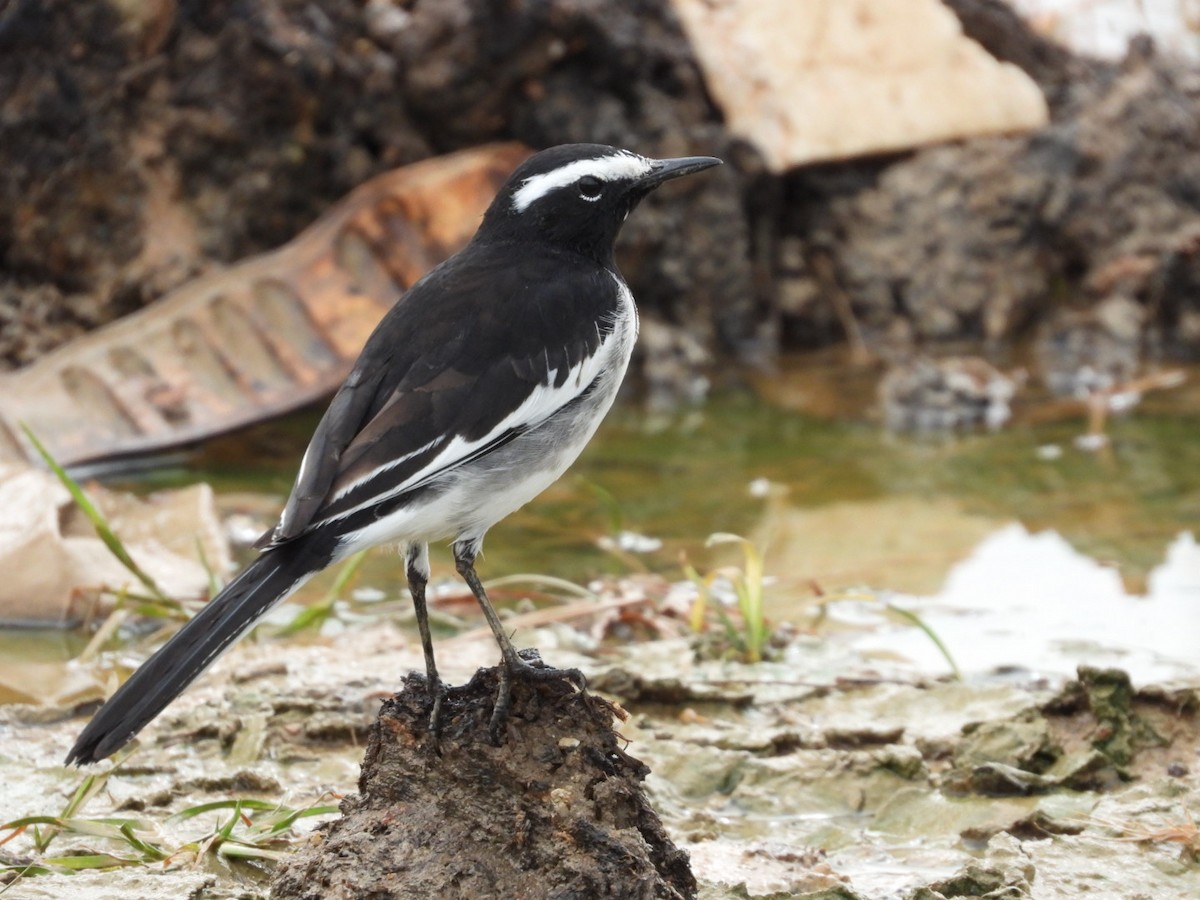 White-browed Wagtail - ML643030473